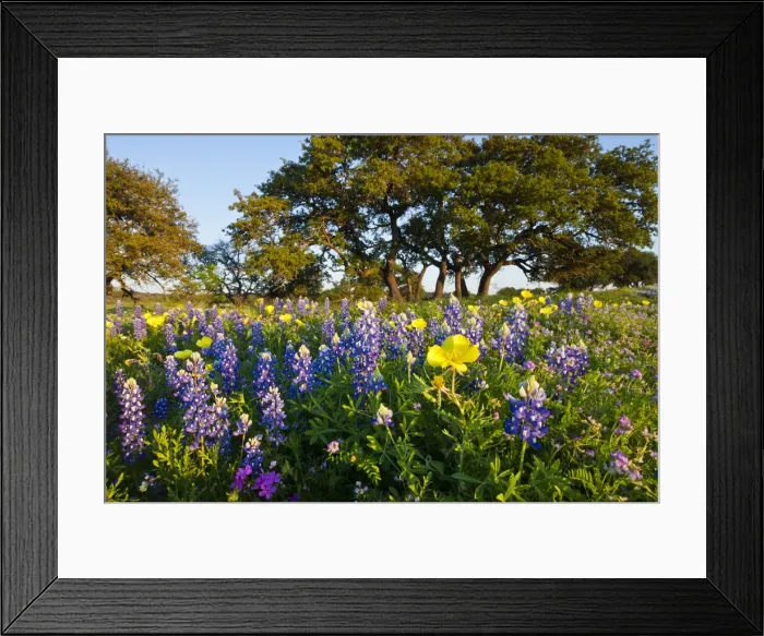 Framed Print : DDE-90039480 Framed Print : DDE-90039480