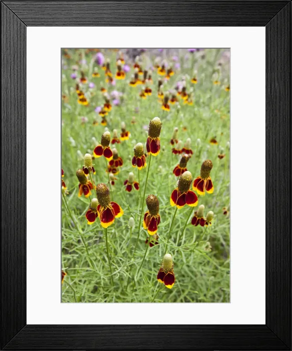 Framed Print : DDE-90039481 Framed Print : DDE-90039481
