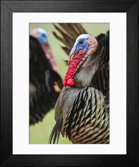 Framed Print : DDE-90039483 Framed Print : DDE-90039483