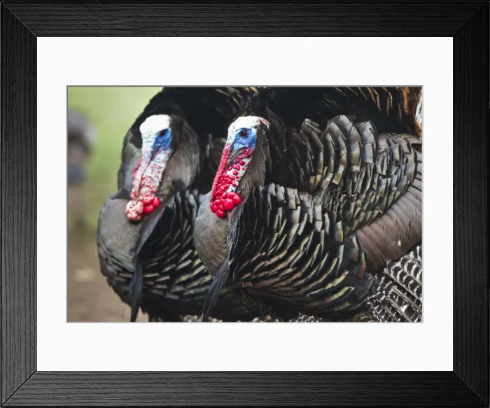 Framed Print : DDE-90039482 Framed Print : DDE-90039482