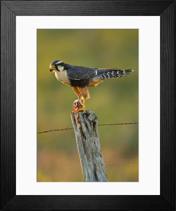Framed Print : DDE-90039484
