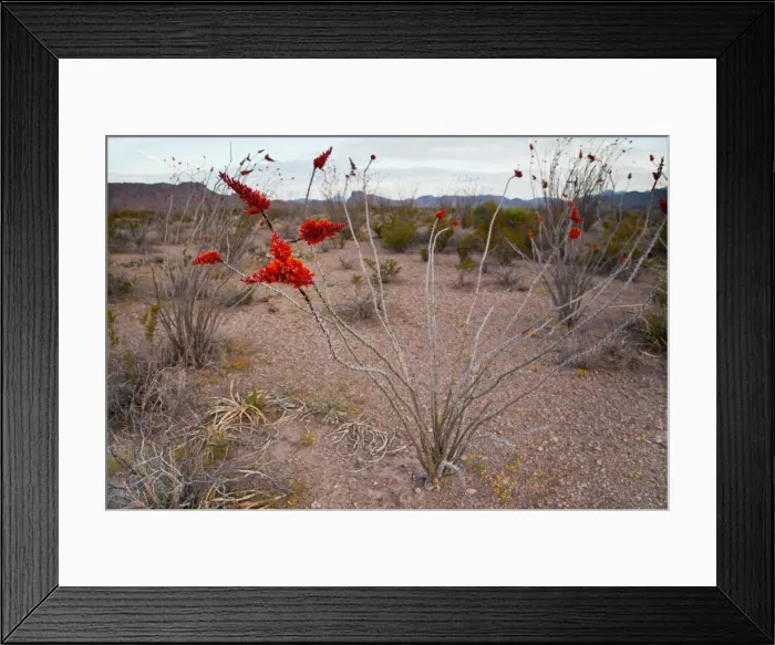 Framed Print : DDE-90039488