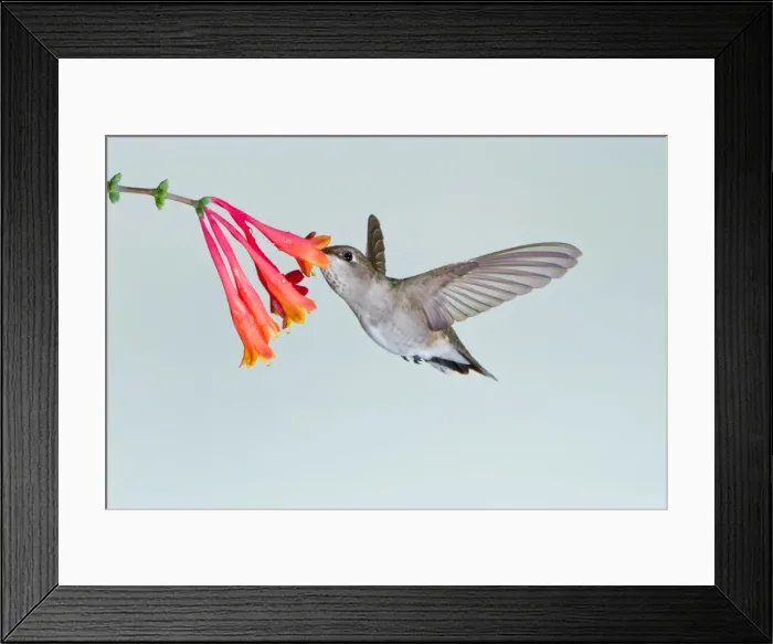 Framed Print : DDE-90039491 Framed Print : DDE-90039491