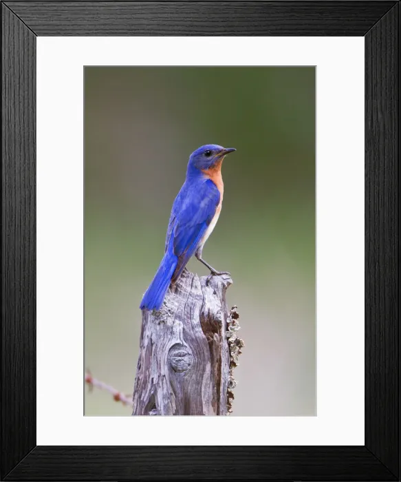 Framed Print : DDE-90039492 Framed Print : DDE-90039492
