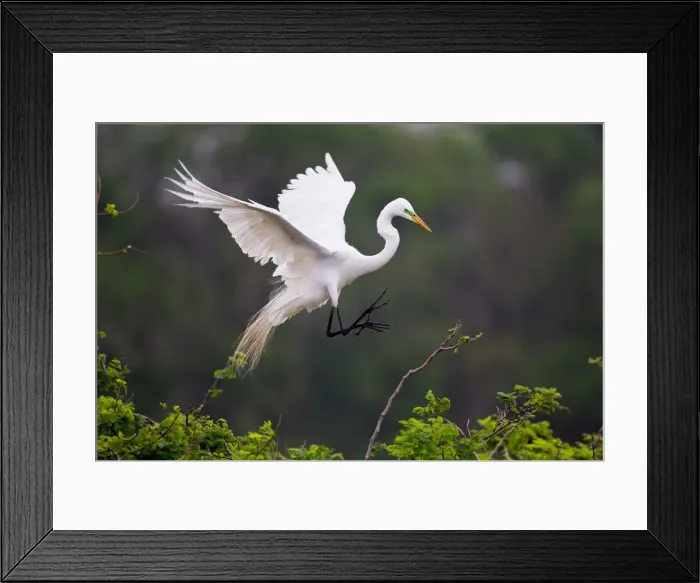 Framed Print : DDE-90039493 Framed Print : DDE-90039493