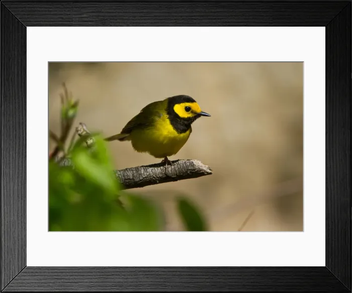 Framed Print : DDE-90039494