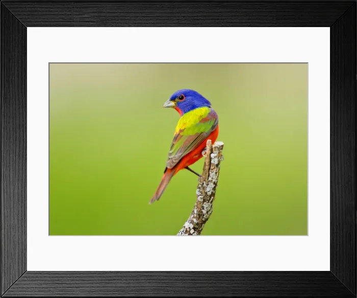 Framed Print : DDE-90039495 Framed Print : DDE-90039495