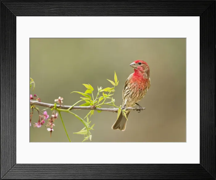 Framed Print : DDE-90039496 Framed Print : DDE-90039496