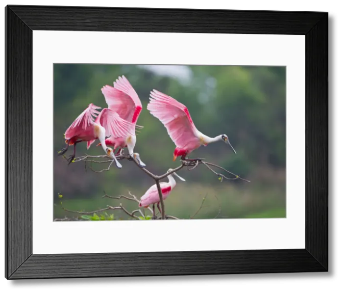 Framed Print : DDE-90039497