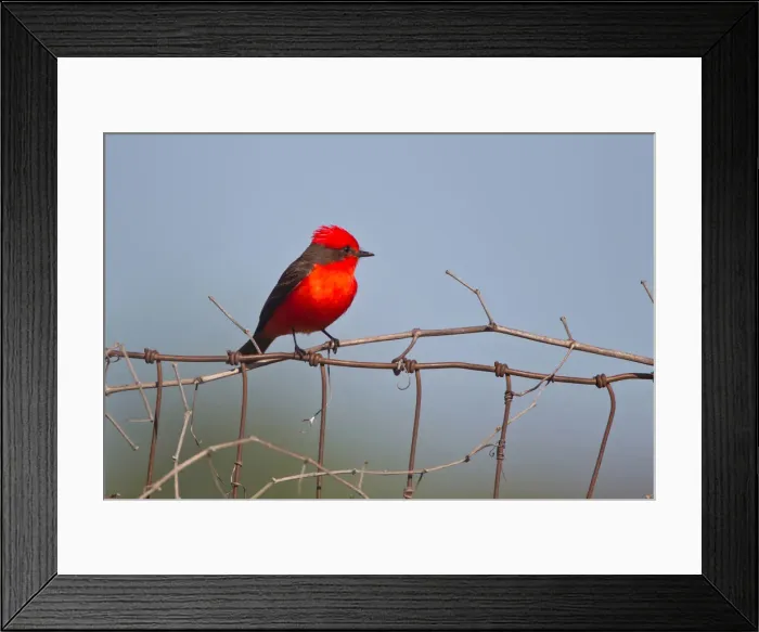 Framed Print : DDE-90039498