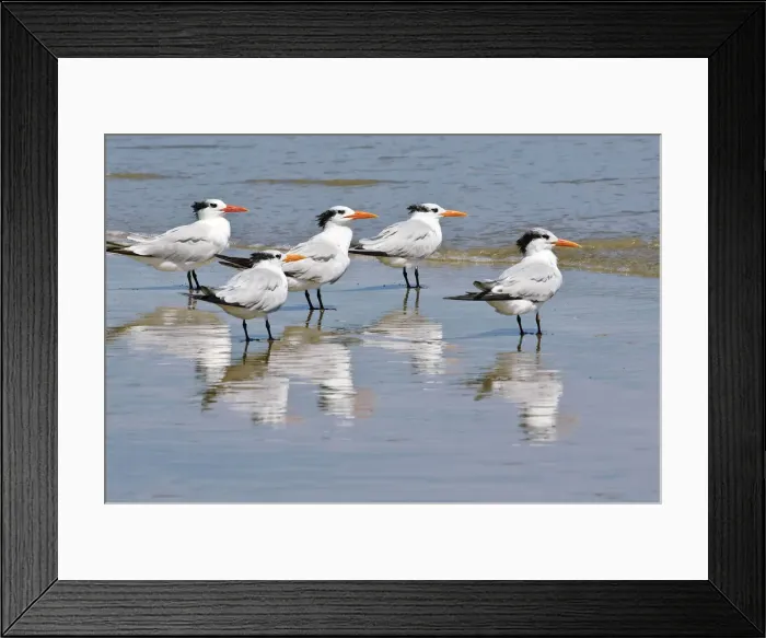 Framed Print : DDE-90039500 Framed Print : DDE-90039500