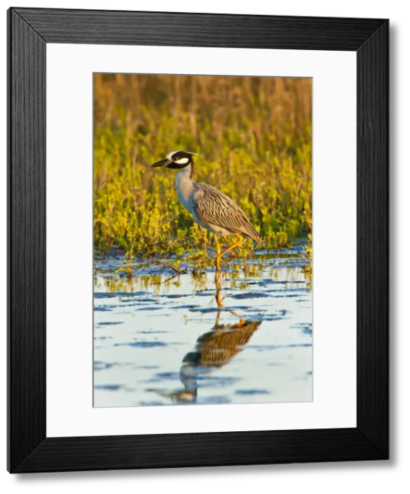 Framed Print : DDE-90039499 Framed Print : DDE-90039499