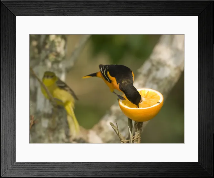 Framed Print : DDE-90039501 Framed Print : DDE-90039501