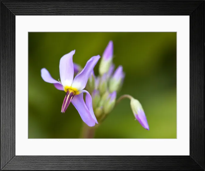Framed Print : DDE-90039503 Framed Print : DDE-90039503