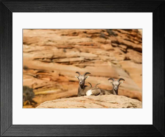 Framed Print : DDE-90039508 Framed Print : DDE-90039508