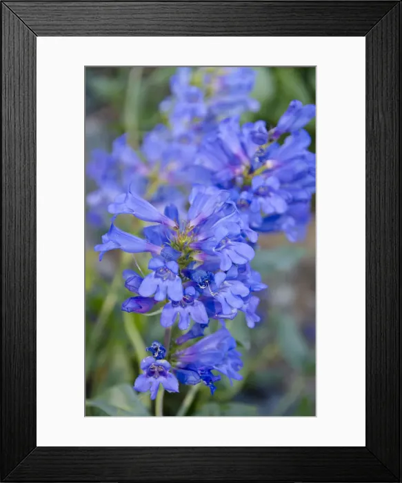 Framed Print : DDE-90039523 Framed Print : DDE-90039523