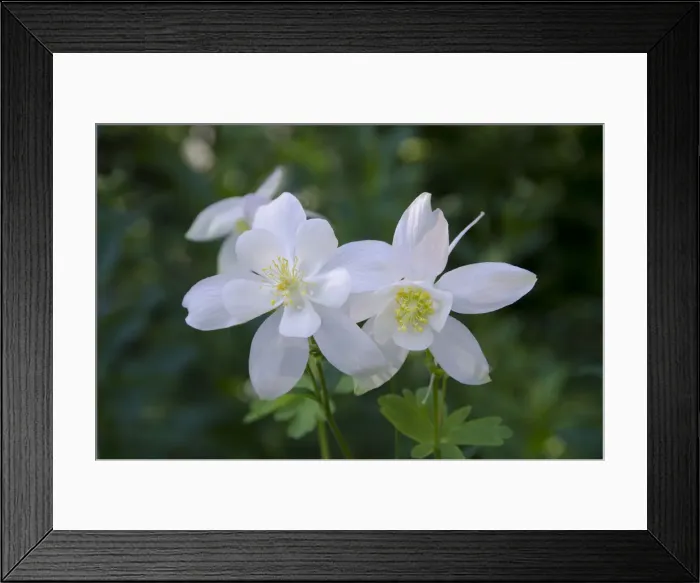 Framed Print : DDE-90039524 Framed Print : DDE-90039524