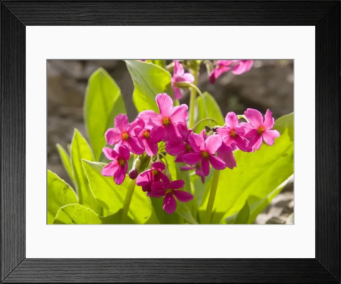 Framed Print : DDE-90039522 Framed Print : DDE-90039522