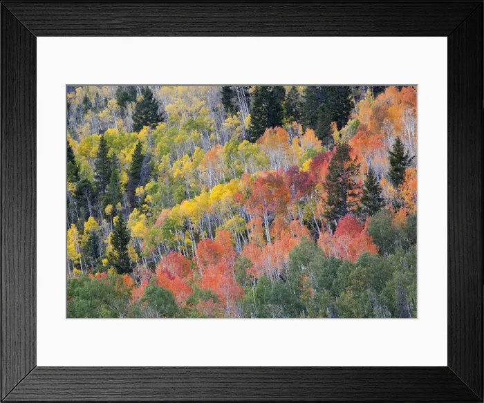 Framed Print : DDE-90039526 Framed Print : DDE-90039526