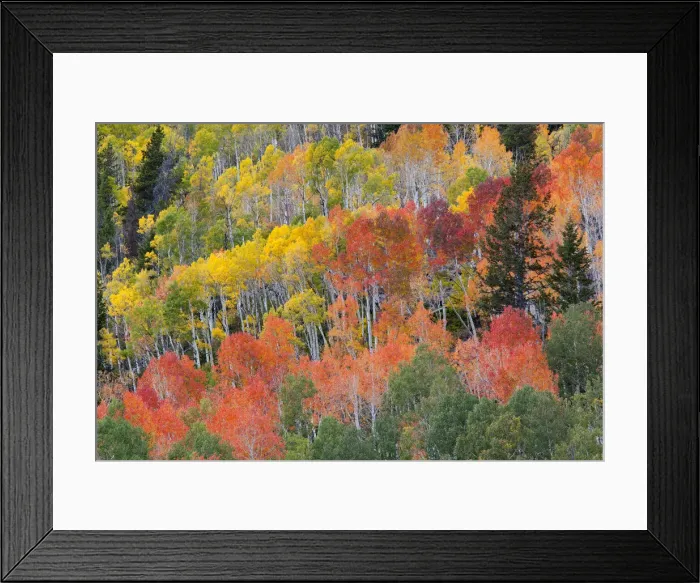 Framed Print : DDE-90039527 Framed Print : DDE-90039527