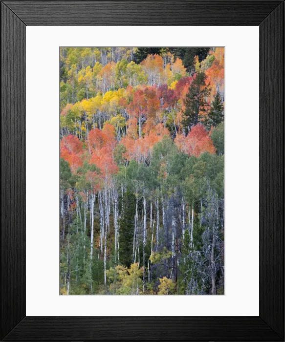 Framed Print : DDE-90039528 Framed Print : DDE-90039528