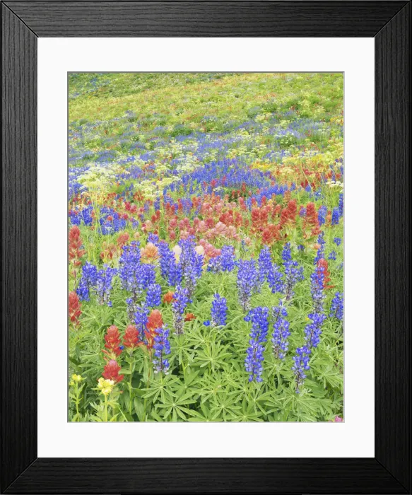 Framed Print : DDE-90039533 Framed Print : DDE-90039533
