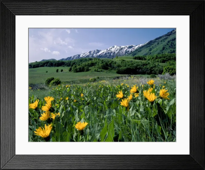 Framed Print : DDE-90039534