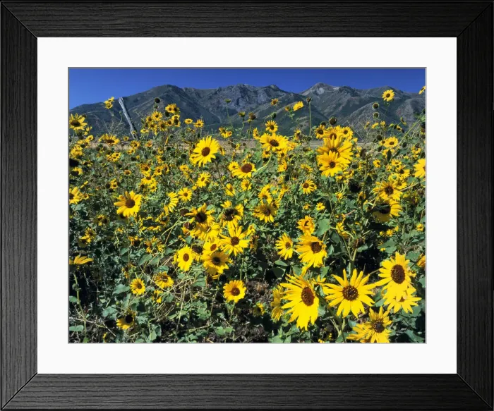 Framed Print : DDE-90039535 Framed Print : DDE-90039535