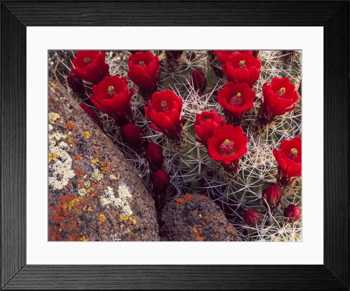 Framed Print : DDE-90039536 Framed Print : DDE-90039536