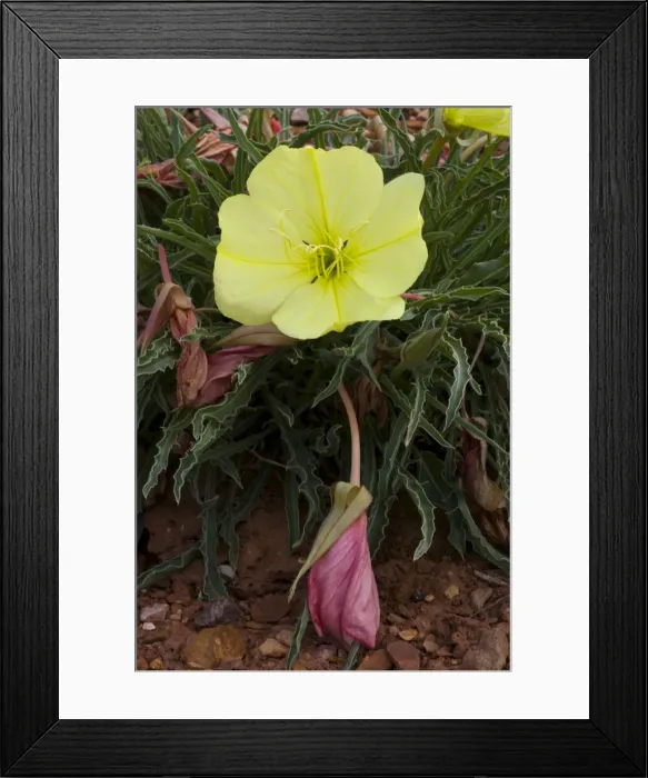 Framed Print : DDE-90039537