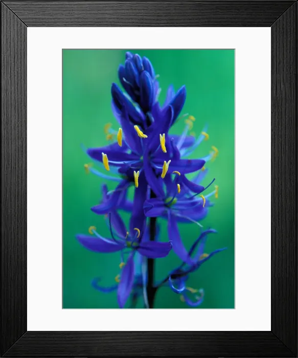 Framed Print : DDE-90039574 Framed Print : DDE-90039574