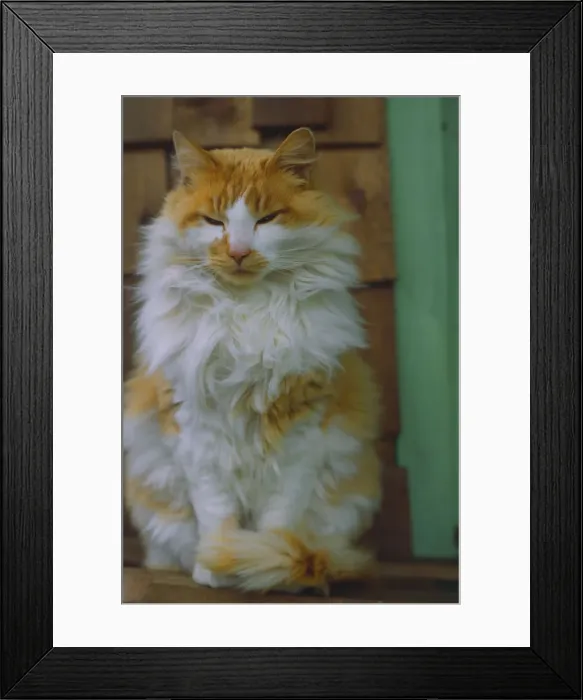Framed Print : DDE-90039585 Framed Print : DDE-90039585