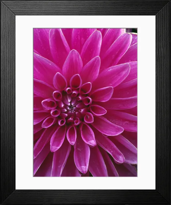 Framed Print : DDE-90039588 Framed Print : DDE-90039588