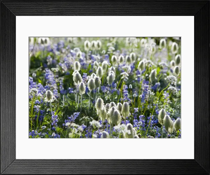 Framed Print : DDE-90039590 Framed Print : DDE-90039590