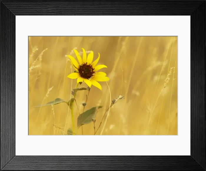 Framed Print : DDE-90039591 Framed Print : DDE-90039591