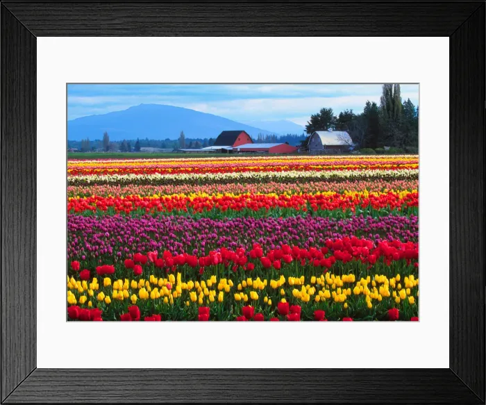 Framed Print : DDE-90039593 Framed Print : DDE-90039593