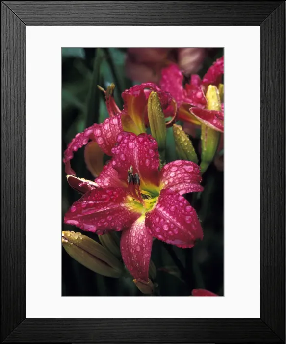 Framed Print : DDE-90039595 Framed Print : DDE-90039595