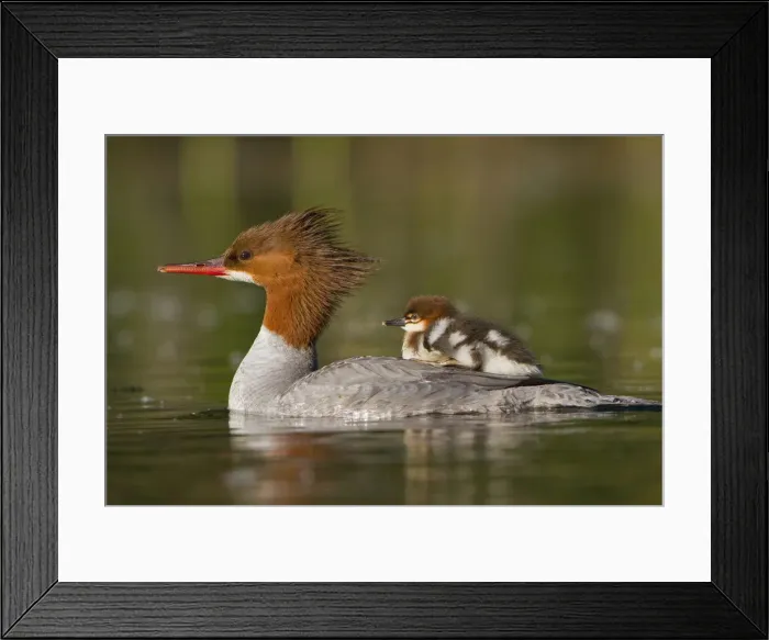 Framed Print : DDE-90039600 Framed Print : DDE-90039600