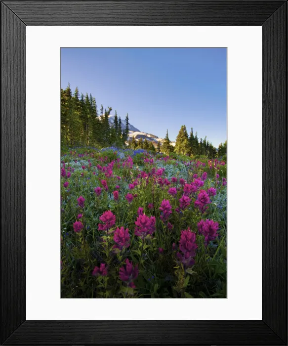 Framed Print : DDE-90039605 Framed Print : DDE-90039605