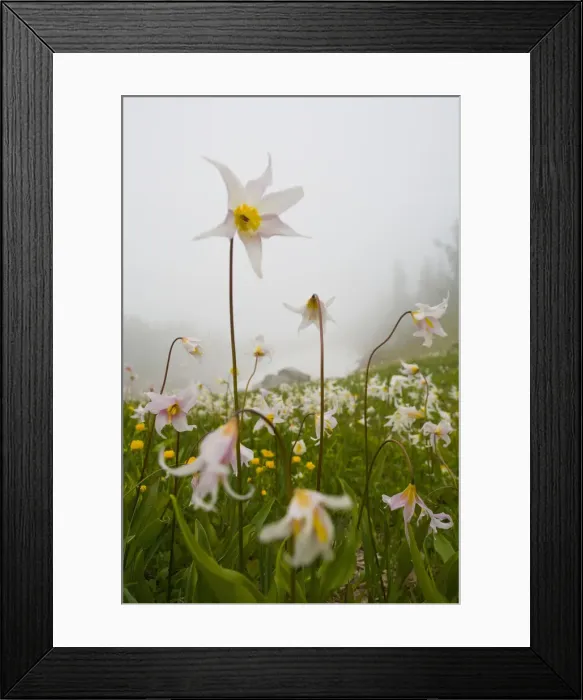 Framed Print : DDE-90039604 Framed Print : DDE-90039604