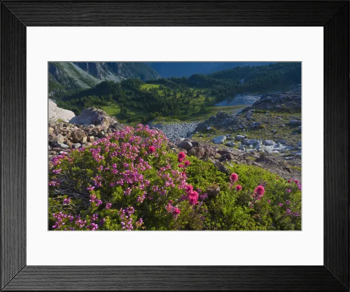 Framed Print : DDE-90039610