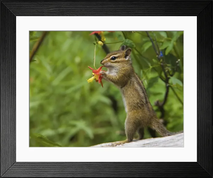 Framed Print : DDE-90039611 Framed Print : DDE-90039611