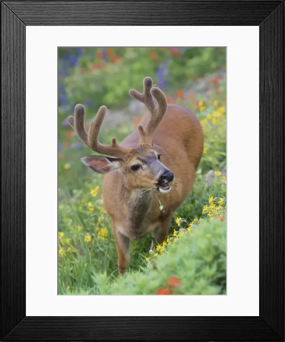 Framed Print : DDE-90039613