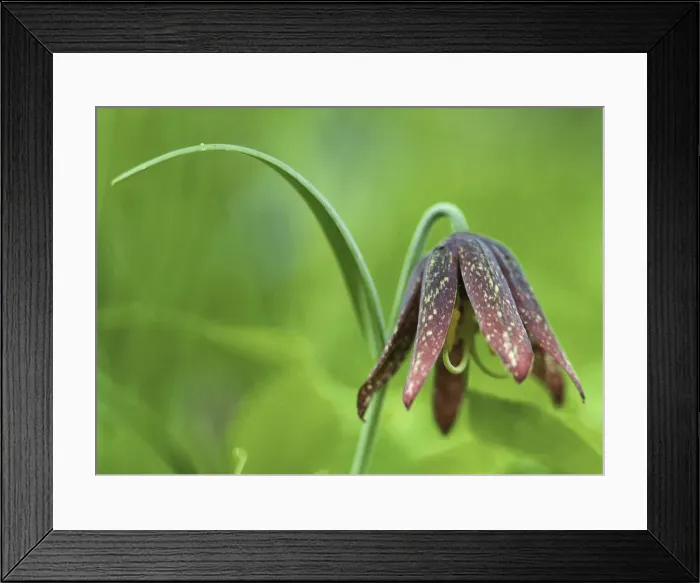 Framed Print : DDE-90039614