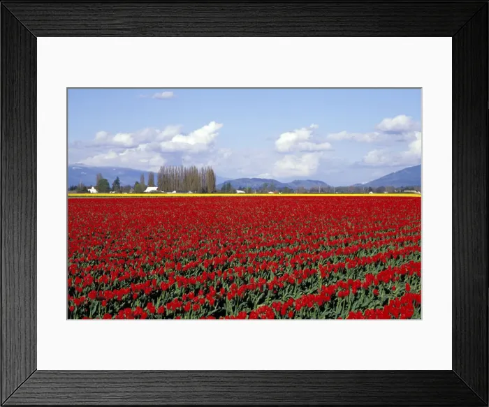 Framed Print : DDE-90039615 Framed Print : DDE-90039615