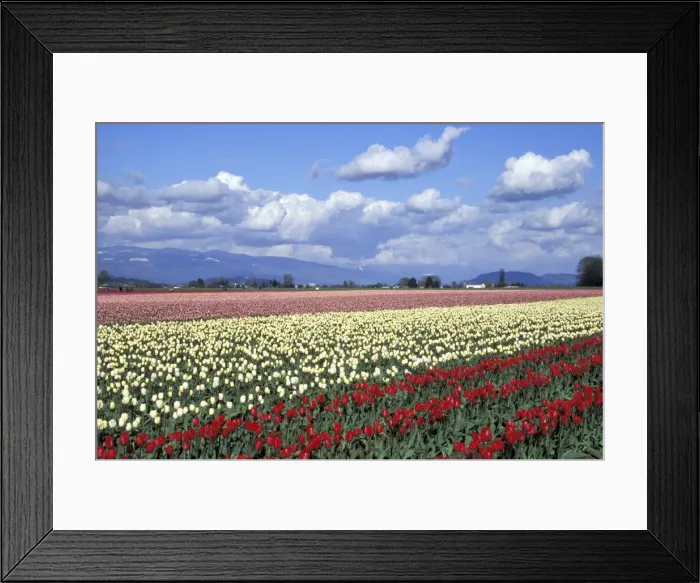 Framed Print : DDE-90039617 Framed Print : DDE-90039617