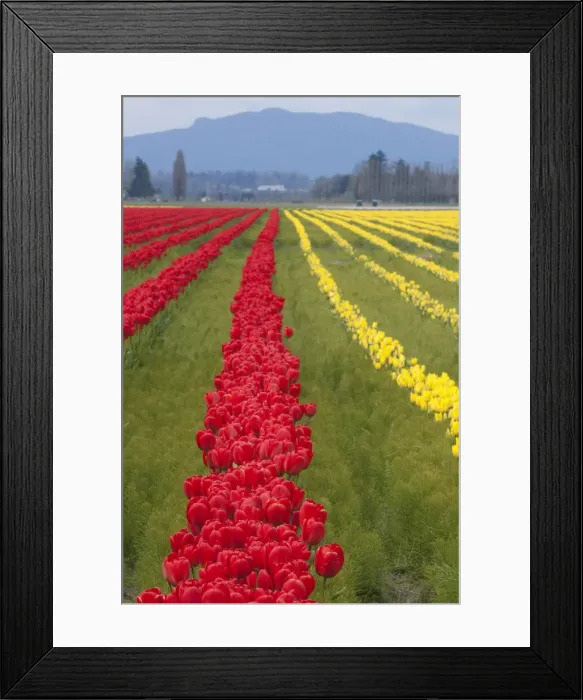 Framed Print : DDE-90039627 Framed Print : DDE-90039627