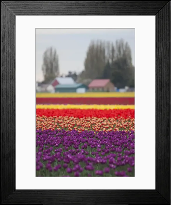 Framed Print : DDE-90039629