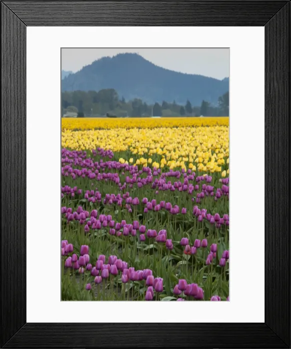 Framed Print : DDE-90039630 Framed Print : DDE-90039630