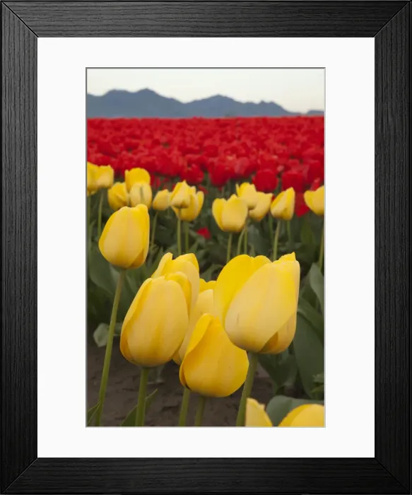 Framed Print : DDE-90039628 Framed Print : DDE-90039628